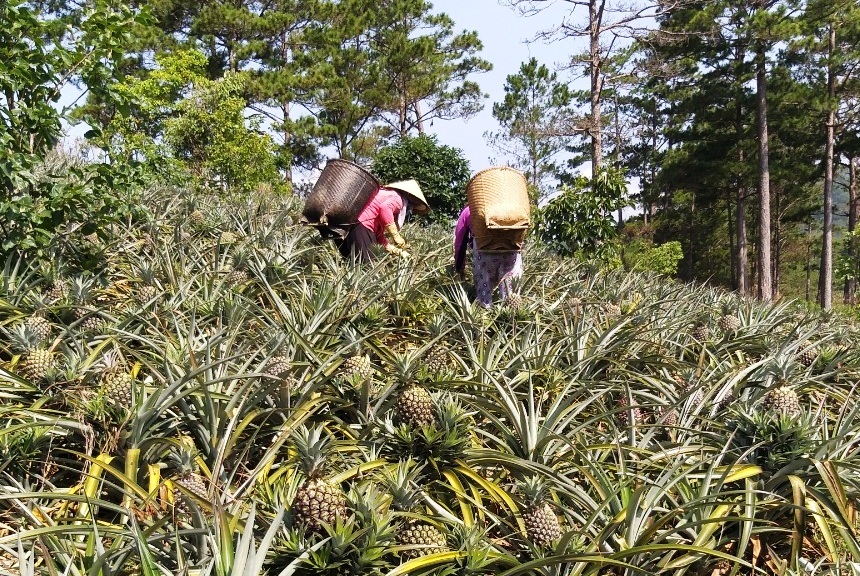 Lâm Đồng: Tìm lại thương hiệu cho cây dứa Cayen trên đất D’ran