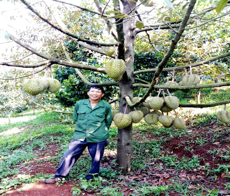 Đăk Nông: Thành công từ mô hình trồng cây ăn quả theo hướng hữu cơ