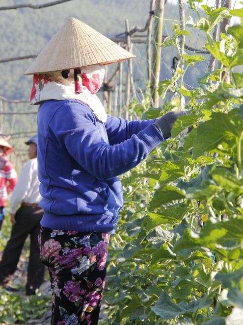 Bình Định: Mô hình trồng dưa sạch cho hiệu quả kinh tế cao