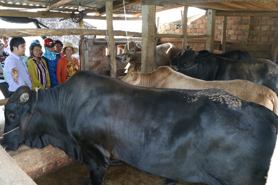Quảng Ngãi: Hiệu quả mô hình nuôi thâm canh bò lai chuyên thịt tại xã Phổ Vinh