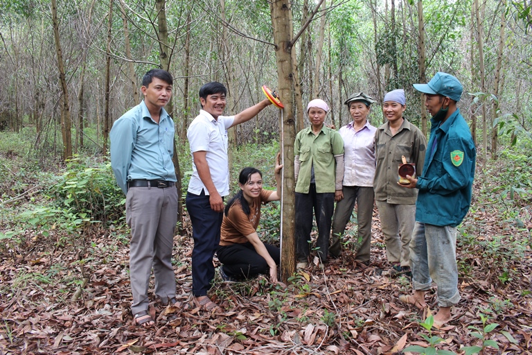Tập huấn kỹ thuật chuyển hóa rừng trồng gỗ nhỏ sang rừng gỗ lớn tại Quảng Trị