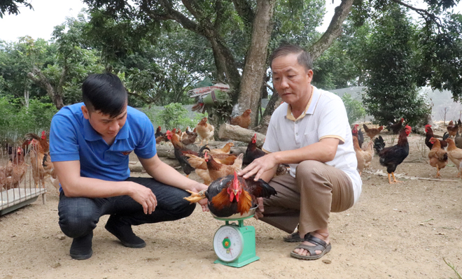 Tuyên Quang: Hiệu quả mô hình nuôi gà lông màu