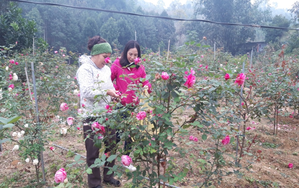Khởi nghiệp từ trồng hoa hồng cổ Sa Pa