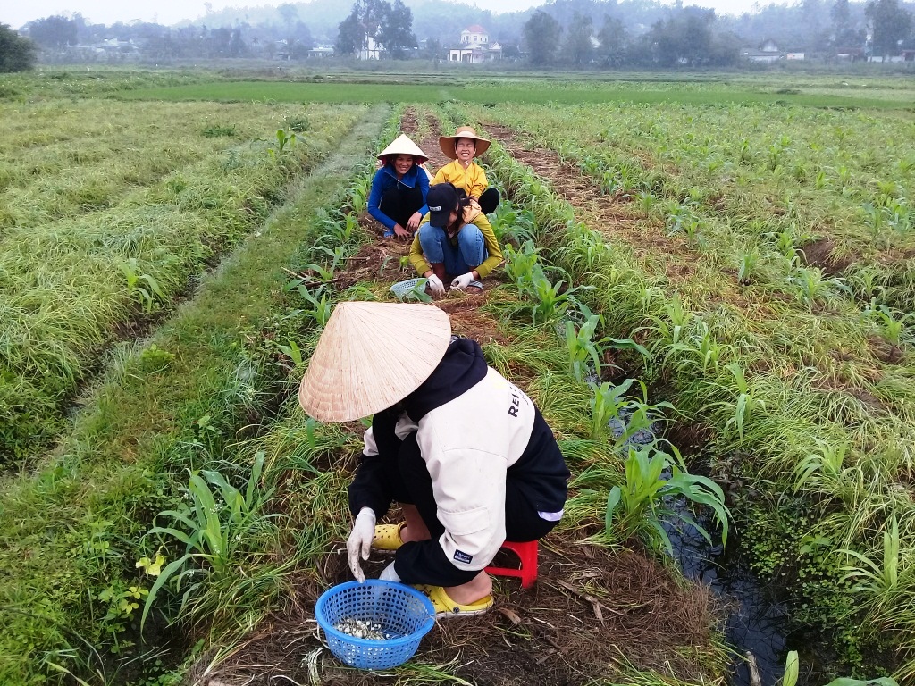 Nghệ An: Nông dân Nghi Lộc thu 45 tỷ đồng từ trồng hành tăm