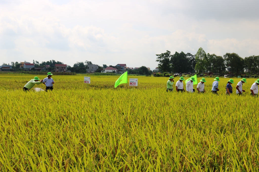 Bắc Giang: Tiếp tục thử nghiệm giống lúa BC15 kháng đạo ôn