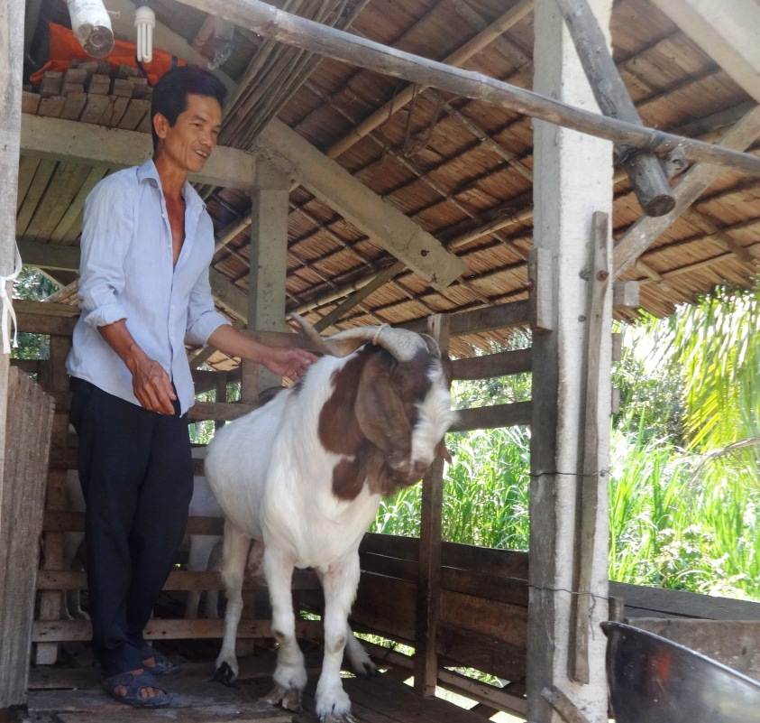Vĩnh Long: Phát triển chăn nuôi dê sinh sản theo hướng an toàn sinh học