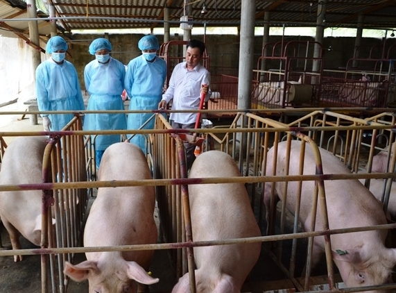 Chăn nuôi an toàn sinh học trong tái đàn/ tăng đàn lợn