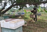 Mật ong Tuyên Hóa - Nâng tầm nông sản địa phương