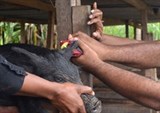 Pa-pua Niu Ghi-nê: Người chăn nuôi lợn tận dụng công nghệ blockchain