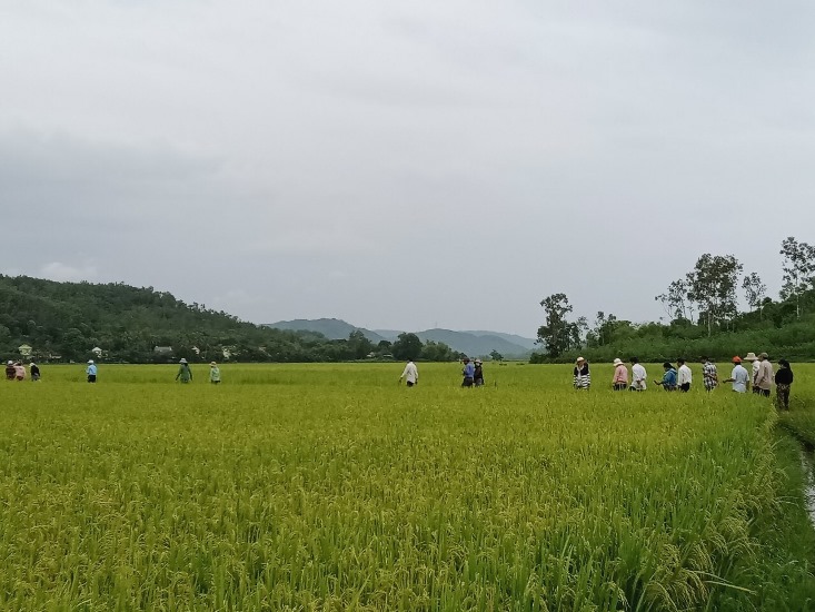 Phú Yên: Hiệu quả từ lớp nghề trồng lúa nước năng suất, chất lượng cao