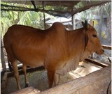 Vĩnh Long: Mô hình nuôi bò sinh sản chìa khóa thoát nghèo 