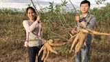 Campuchia: Nông dân tỉnh Battambang chuyển trồng ngô đỏ sang trồng sắn 