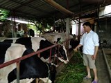 Hà Nội: Nông dân Vân Hòa yên tâm phát triển chăn nuôi bò sữa