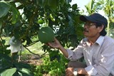 Quảng Ngãi: Đẩy mạnh cải tạo vườn tạp, trồng cây ăn quả giá trị cao