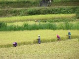 Đồng bào Mông Bản Phố vui mùa thu hoạch lúa 