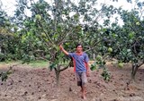 Kinh nghiệm trồng cây ăn quả an toàn, thân thiện với môi trường của một nông dân