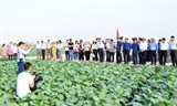 Ý kiến kết luận của Thứ trưởng Trần Thanh Nam tại buổi làm việc với Trung tâm Khuyến nông Quốc gia