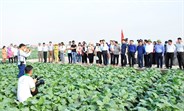 Thái Bình: Chuyển đổi cơ cấu cây trồng trên chân đất lúa kém hiệu quả
