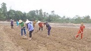 Tin về đoàn kiểm tra, đánh giá tình hình khôi phục sản xuất nông nghiệp sau mưa lũ của Bộ NN&PTNT tại Hà Tĩnh trên kênh VTV1 ngày 8/01/2021