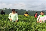 Lào Cai: Bế giảng lớp dạy nghề trồng chè