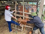 Kon Tum: Thêm 2 huyện công bố dịch viêm da nổi cục trên bò