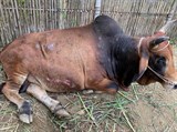 Kon Tum, Ninh Thuận: Tập trung xử lý bệnh viêm da nổi cục trên đàn gia súc