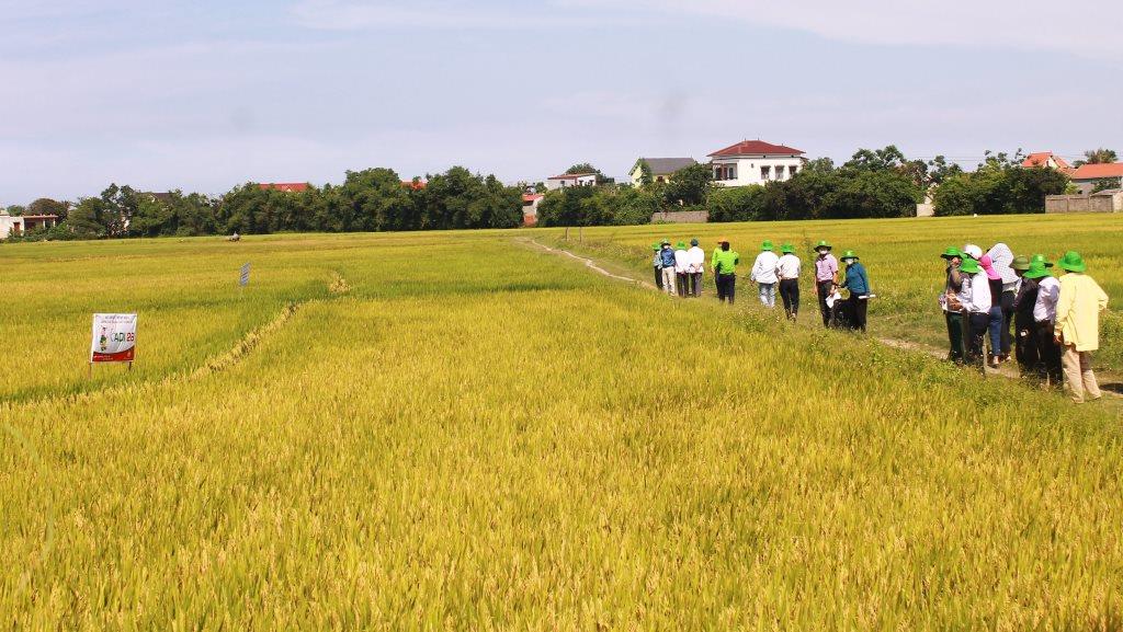 Quảng Bình: Giống lúa mới ADI28 được đánh giá cao