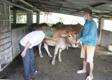 Xử lý dứt điểm các ổ dịch, không để lây lan bệnh viêm da nổi cục trên đàn gia súc