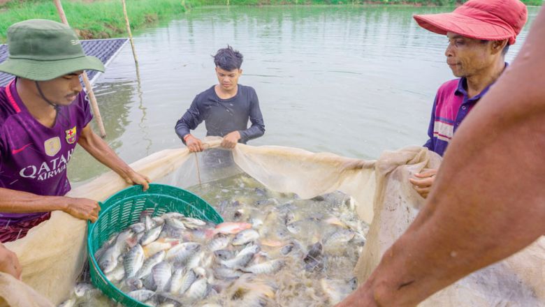 Campuchia hướng tới xuất khẩu phi lê cá rô phi
