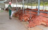 Thái Nguyên khống chế bệnh viêm da nổi cục trên đàn trâu, bò