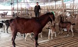 Tuyên Quang: Thịt dê “Núi Mây” hướng tới sản phẩm OCOP