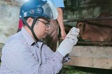 Thị xã Cửa Lò (Nghệ An) công bố hết dịch bệnh viêm da nổi cục trên đàn trâu bò 