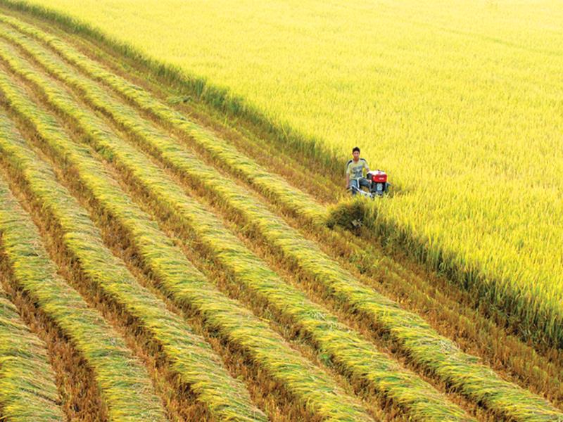 Để ngành lúa gạo Việt Nam phát triển bền vững