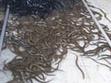 Thu nhập khá từ nuôi lươn không bùn trong bể xi măng 
