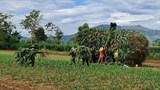 Nông dân Quảng Ngãi thu hoạch ngô sinh khối vụ hè thu  ​