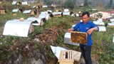 Thu lãi 250 triệu đồng mỗi năm từ nuôi ong mật bạc hà  trên vùng đất khó