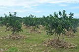 Hà Tĩnh: Bảo vệ cây ăn quả trước nắng nóng 