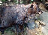 Phú Yên: Tích cực phòng chống bệnh viêm da nổi cục trên trâu bò
