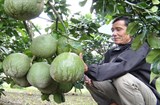 Quảng Nam: Nông dân liên kết phát triển kinh tế vườn