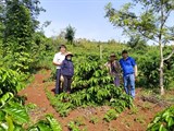 Đắk Nông: Đánh giá kết quả 3 năm thực hiện các điểm trình diễn tái canh cà phê 