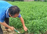 Nghiên cứu tuyển chọn giống cỏ Alfafa tại các vùng sinh thái trên địa bàn tỉnh Vĩnh Phúc