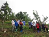 Bắc Kạn: Để cây lê trở thành cây hàng hóa tại vùng cao Ngân Sơn