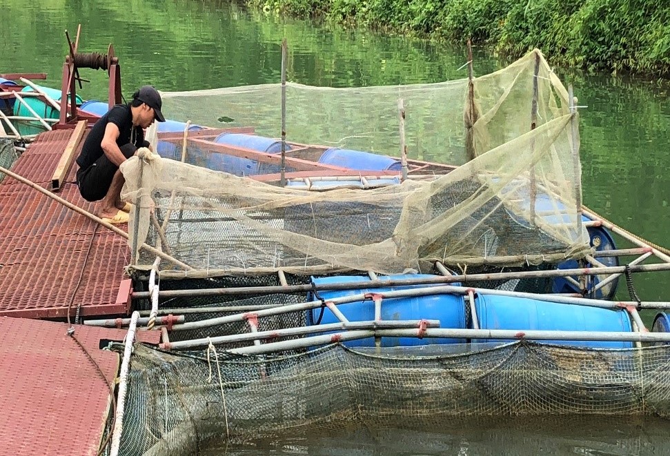 Chăm sóc và quản lý đàn cá nuôi lồng bè trên sông và hồ chứa mùa mưa lũ