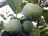 Bắc Kạn: Tìm các giải pháp nâng cao chất lượng quả hồng không hạt