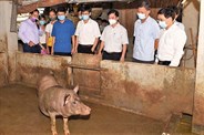 Phóng sự mô hình nuôi lợn bản địa theo hướng an toàn sinh học tại Tuyên Quang