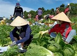 Lâm Đồng: Tiếp tục hỗ trợ 420 tấn nông sản hướng về vùng dịch Covid-19