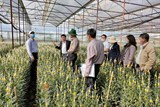 Kiểm tra, đánh giá kết quả thực hiện mô hình sản xuất hoa cúc thương phẩm áp dụng công nghệ chiếu sang bằng đèn Led tại Lâm Đồng