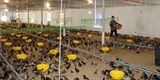 Hải Phòng: Diễn đàn Diễn đàn Khuyến nông @ Nông nghiệp chủ đề: “Giải pháp chăn nuôi gà hướng hữu cơ theo chuỗi giá trị gắn truy xuất nguồn gốc”