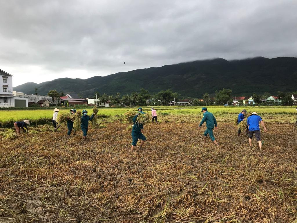 Phù Cát (Bình Định): Khẩn trương hỗ trợ nhân dân thu hoạch lúa đông xuân bị đổ ngã 