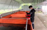Khởi nghiệp thành công với mô hình nuôi lươn không bùn